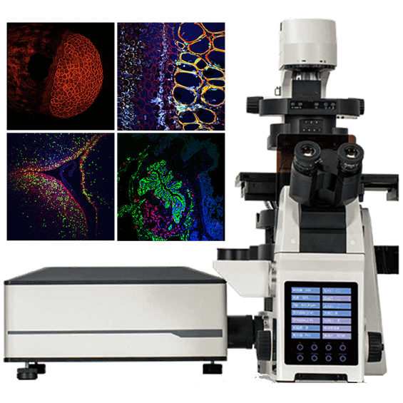 Confocal Microscopes