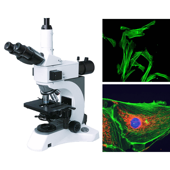 Fluorescence Microscopes